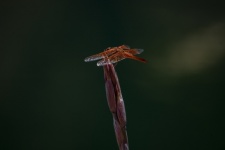 Orange Flame Skimmer Dragonfly