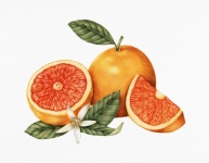 Vintage art fruit orange