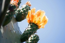 Oranje cactusvijgbloem