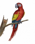 Parrot, Macaw Drawing