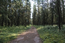 Path in a pine forest