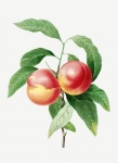 Arte vintage com frutas de pêssego