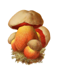 Arte vintage de cogumelos com cogumelos