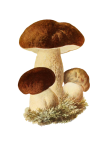 Arte vintage de cogumelos com cogumelos