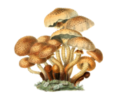 蘑菇真菌复古艺术