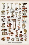 Cogumelos cogumelo outono vintage