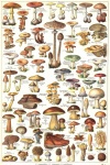 Cogumelos cogumelo outono vintage
