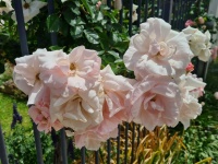 Camélia rose et blanc