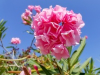 Flori de oleandru roz