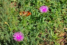Pink Suculent Mesembryanthemum