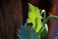 Poppy Plant With Veins On Leaf