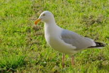 Retrato de uma gaivota