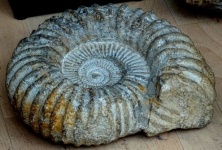 Fossile préhistorique