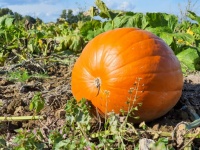 Pumpkin on a field