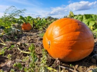 Pumpkin on a field