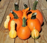 Pumpkins and Gourds on Wood Table