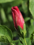 Red and Gold Hibiscus Bud