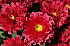 Zbliżenie czerwonych kwiatów chryzantemy