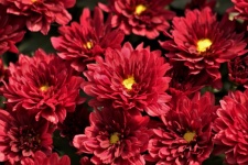 Close-up de flores de crisântemo vermelh