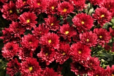 Flores vermelhas de crisântemo