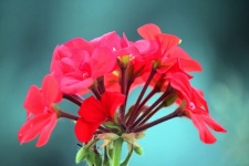 Red geranium flower in a garden