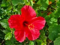 Hibiscus roșu