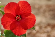 Red Hibiscus Background