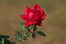 Red Rose and Dew