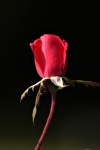 Red Rose Bud met dauw op zwart