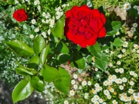 Vörös rózsa százszorszépekkel