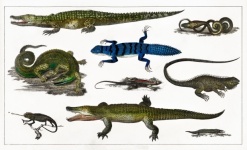 Reptilen Tropisch Vintage Kunst