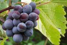 Rijping tros druiven aan een wijnstok