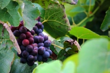 Rijping van druiventrossen aan de wijnst