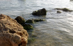 海の岩の水たまり