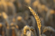 Rye Wheat Harvest Barley