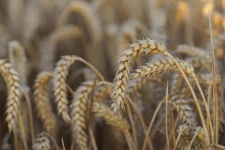 Orge de récolte de blé de seigle