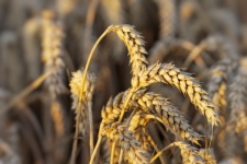 Cevada colheita de trigo