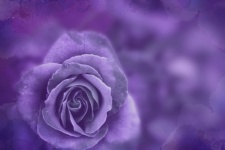 Rose flower blossom love