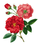 Arte vintage de flor de rosa