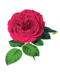 Art vintage de fleur de rose