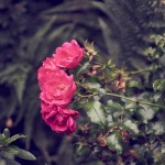 Rose röd färg