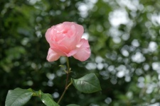 Rosa florescendo