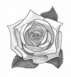 Rose. Bleistiftzeichnung