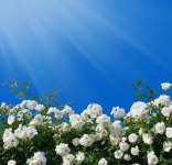 Roses ciel bleu soleil