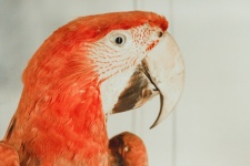 Papoušek šarlatový