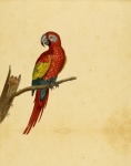 Scarlet Macaw Antique Paper
