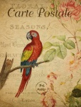 Escarlate do vintage do Macaw Cartão Pos