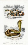 Serpiente reptil arte vintage