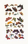 Borboletas mariposa arte vintage