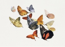 Pillangók lepkék vintage művészet